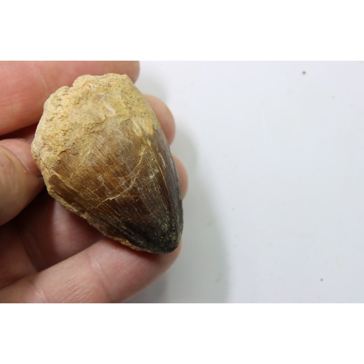MOSASAURE tooth // Prognathodon Curii //Maestrichtian // Oued Zem - Morocco