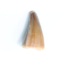 MOSASAURE tooth // Prognathodon Anceps //Maestrichtian // Oued Zem - Morocco
