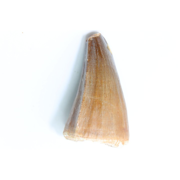 DENT DE MOSASAURE - Prognathodon Anceps - Maestrichtien - Oued Zem, Maroc