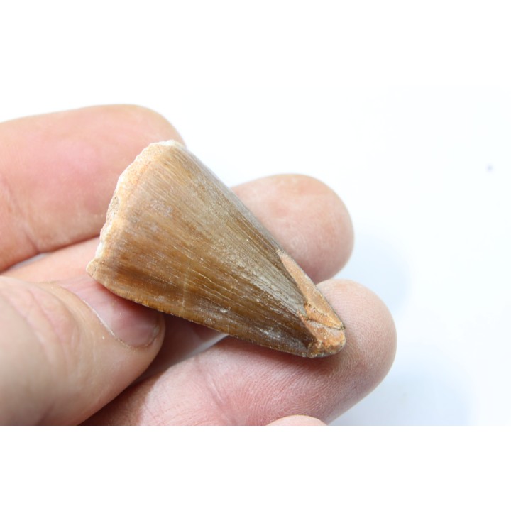 MOSASAURE tooth // Prognathodon Anceps //Maestrichtian // Oued Zem - Morocco