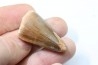 DENT DE MOSASAURE - Prognathodon Anceps - Maestrichtien - Oued Zem, Maroc