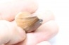 MOSASAURE tooth // Prognathodon Anceps //Maestrichtian // Oued Zem - Morocco