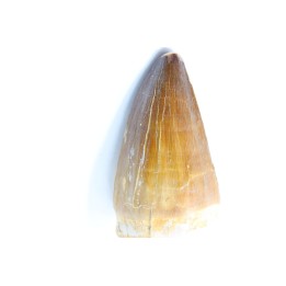 DENT DE MOSASAURE - Prognathodon Anceps - Maestrichtien - Oued Zem, Maroc