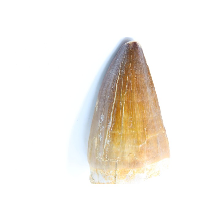 MOSASAURE tooth // Prognathodon Anceps //Maestrichtian // Oued Zem - Morocco