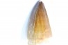 MOSASAURE tooth // Prognathodon Anceps //Maestrichtian // Oued Zem - Morocco