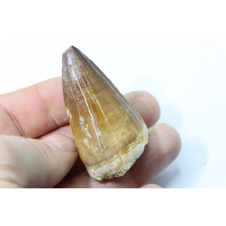 DENT DE MOSASAURE - Prognathodon Anceps - Maestrichtien - Oued Zem, Maroc
