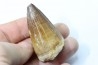 MOSASAURE tooth // Prognathodon Anceps //Maestrichtian // Oued Zem - Morocco