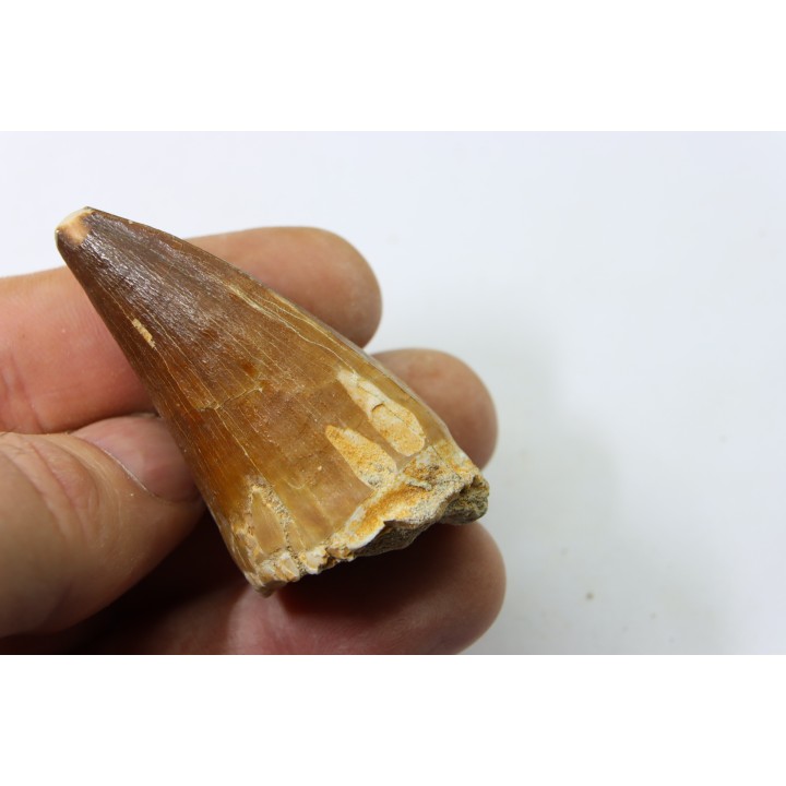 DENT DE MOSASAURE - Prognathodon Anceps - Maestrichtien - Oued Zem, Maroc