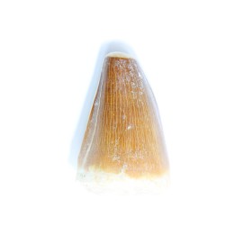 MOSASAURE tooth // Prognathodon Anceps //Maestrichtian // Oued Zem - Morocco