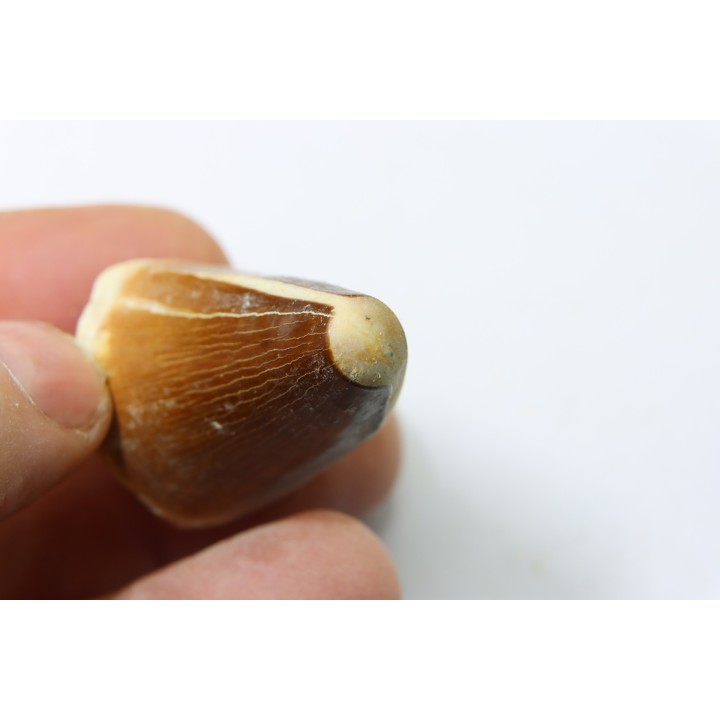MOSASAURE tooth // Prognathodon Anceps //Maestrichtian // Oued Zem - Morocco