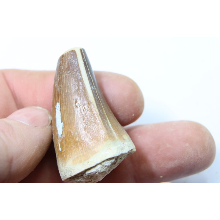 MOSASAURE tooth // Prognathodon Anceps //Maestrichtian // Oued Zem - Morocco