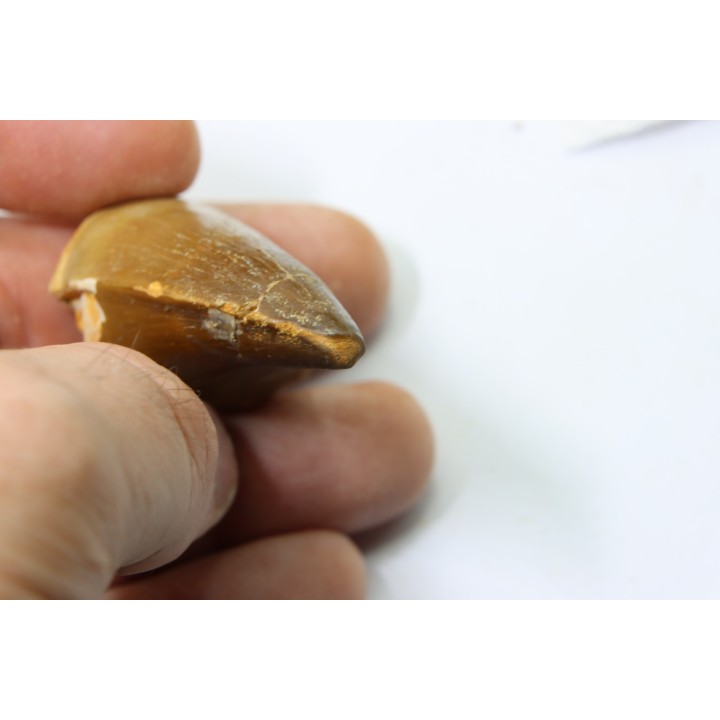 MOSASAURE tooth // Prognathodon Anceps //Maestrichtian // Oued Zem - Morocco