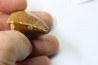 MOSASAURE tooth // Prognathodon Anceps //Maestrichtian // Oued Zem - Morocco