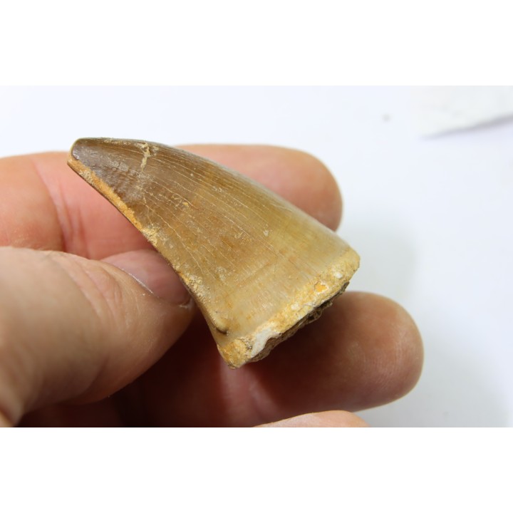 MOSASAURE tooth // Prognathodon Anceps //Maestrichtian // Oued Zem - Morocco