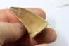 MOSASAURE tooth // Prognathodon Anceps //Maestrichtian // Oued Zem - Morocco