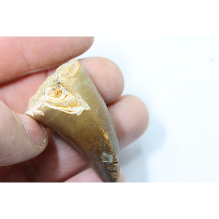 DENT DE MOSASAURE - Prognathodon Anceps - Maestrichtien - Oued Zem, Maroc