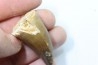 DENT DE MOSASAURE - Prognathodon Anceps - Maestrichtien - Oued Zem, Maroc