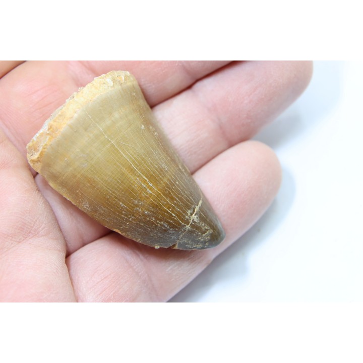 MOSASAURE tooth // Prognathodon Anceps //Maestrichtian // Oued Zem - Morocco