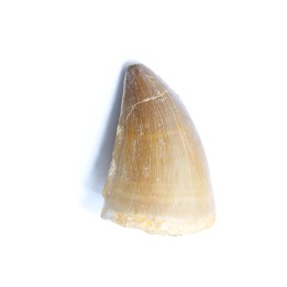 MOSASAURE tooth // Prognathodon Anceps //Maestrichtian // Oued Zem - Morocco