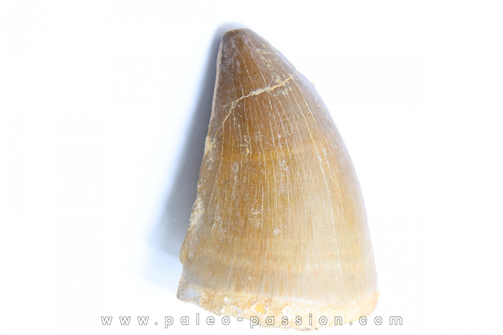 MOSASAURE tooth // Prognathodon Anceps //Maestrichtian // Oued Zem - Morocco