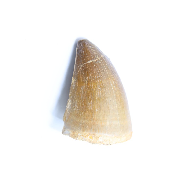 MOSASAURE tooth // Prognathodon Anceps //Maestrichtian // Oued Zem - Morocco