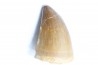 DENT DE MOSASAURE - Prognathodon Anceps - Maestrichtien - Oued Zem, Maroc