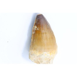 MOSASAURE tooth // Prognathodon Anceps //Maestrichtian // Oued Zem - Morocco