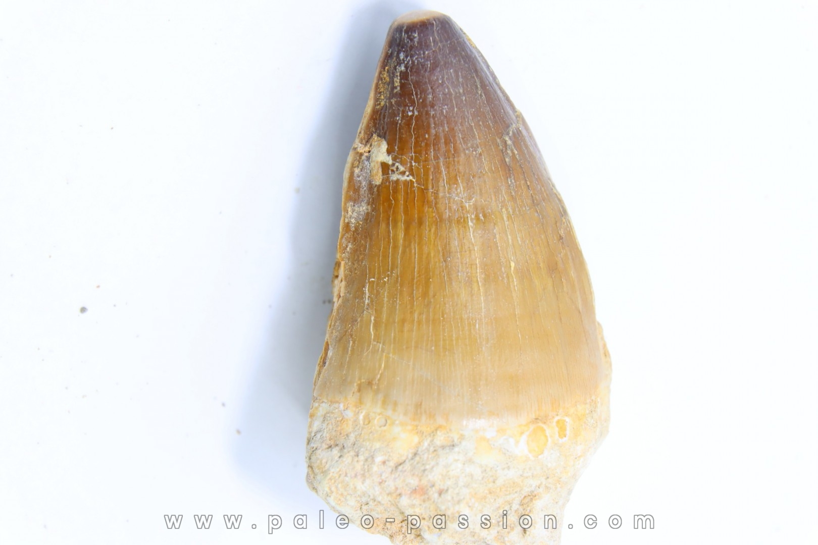DENT DE MOSASAURE - Prognathodon Anceps - Maestrichtien - Oued Zem, Maroc