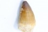 DENT DE MOSASAURE - Prognathodon Anceps - Maestrichtien - Oued Zem, Maroc