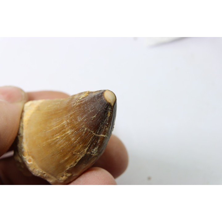 MOSASAURE tooth // Prognathodon Anceps //Maestrichtian // Oued Zem - Morocco