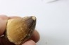MOSASAURE tooth // Prognathodon Anceps //Maestrichtian // Oued Zem - Morocco