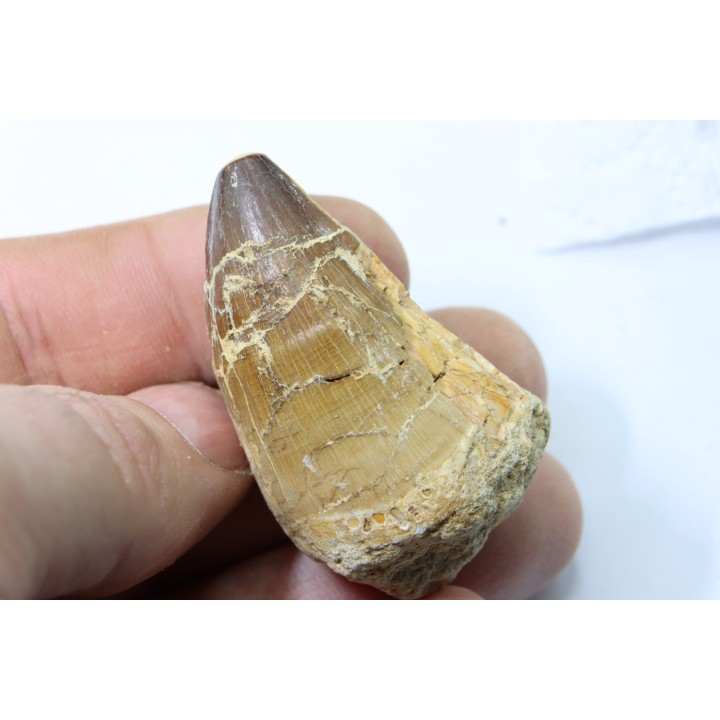 DENT DE MOSASAURE - Prognathodon Anceps - Maestrichtien - Oued Zem, Maroc