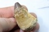 MOSASAURE tooth // Prognathodon Anceps //Maestrichtian // Oued Zem - Morocco