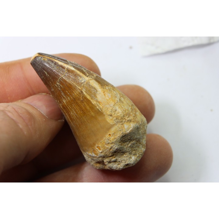 MOSASAURE tooth // Prognathodon Anceps //Maestrichtian // Oued Zem - Morocco