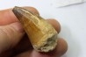 DENT DE MOSASAURE - Prognathodon Anceps - Maestrichtien - Oued Zem, Maroc