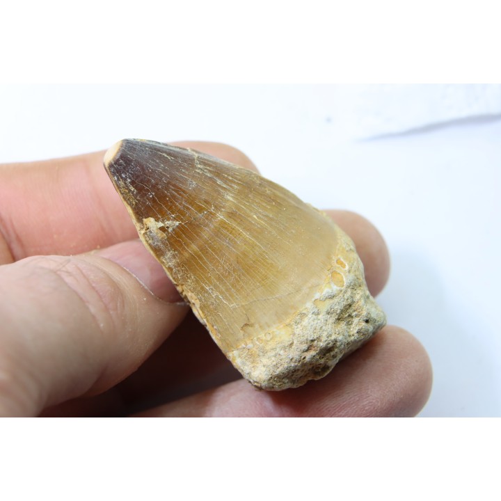 MOSASAURE tooth // Prognathodon Anceps //Maestrichtian // Oued Zem - Morocco