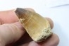 MOSASAURE tooth // Prognathodon Anceps //Maestrichtian // Oued Zem - Morocco