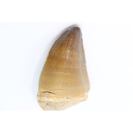 MOSASAURE tooth // Prognathodon Anceps //Maestrichtian // Oued Zem - Morocco