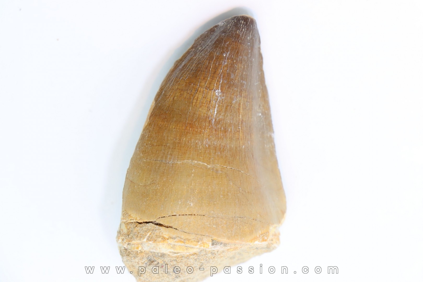 DENT DE MOSASAURE - Prognathodon Anceps - Maestrichtien - Oued Zem, Maroc
