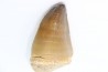 DENT DE MOSASAURE - Prognathodon Anceps - Maestrichtien - Oued Zem, Maroc
