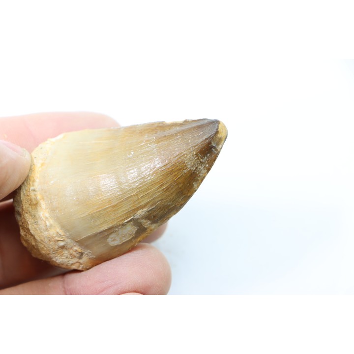DENT DE MOSASAURE - Prognathodon Anceps - Maestrichtien - Oued Zem, Maroc