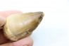 DENT DE MOSASAURE - Prognathodon Anceps - Maestrichtien - Oued Zem, Maroc