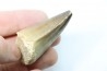 MOSASAURE tooth // Prognathodon Anceps //Maestrichtian // Oued Zem - Morocco