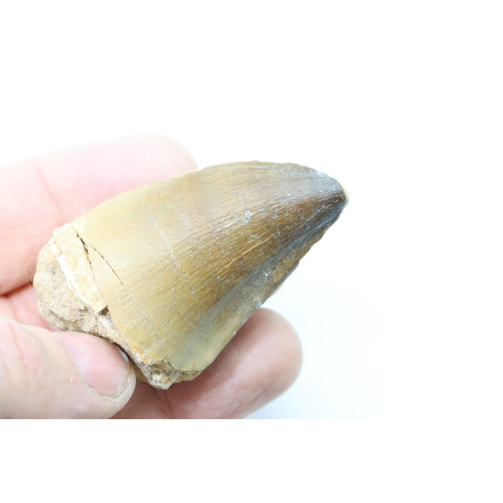 DENT DE MOSASAURE - Prognathodon Anceps - Maestrichtien - Oued Zem, Maroc