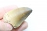 DENT DE MOSASAURE - Prognathodon Anceps - Maestrichtien - Oued Zem, Maroc
