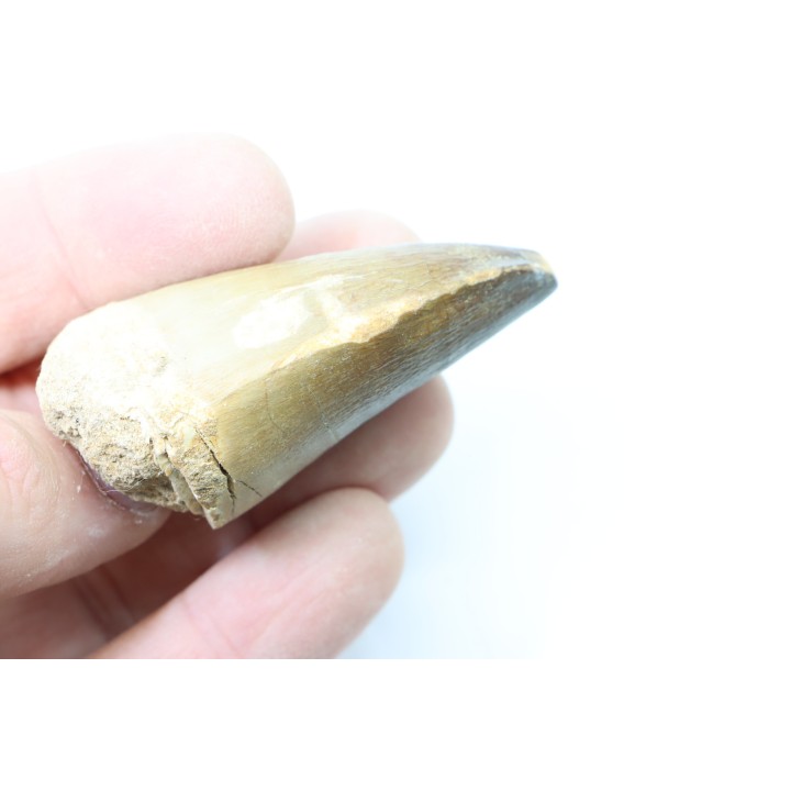 MOSASAURE tooth // Prognathodon Anceps //Maestrichtian // Oued Zem - Morocco