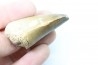 MOSASAURE tooth // Prognathodon Anceps //Maestrichtian // Oued Zem - Morocco