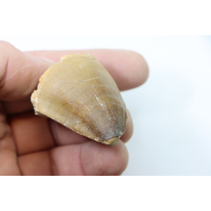 DENT DE MOSASAURE - Prognathodon Anceps - Maestrichtien - Oued Zem, Maroc