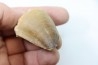 DENT DE MOSASAURE - Prognathodon Anceps - Maestrichtien - Oued Zem, Maroc