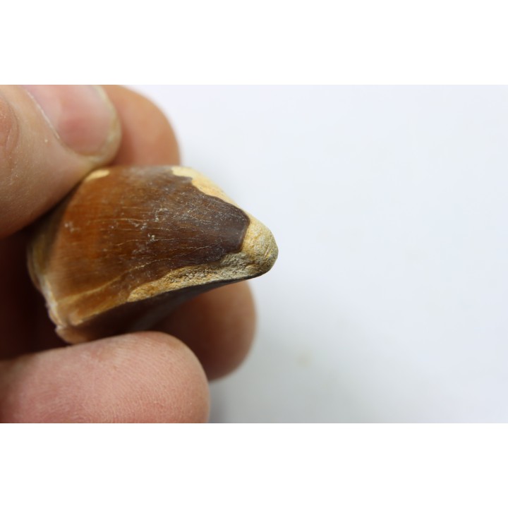 DENT DE MOSASAURE - Prognathodon Anceps - Maestrichtien - Oued Zem, Maroc